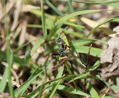 Polyrhachis ammon