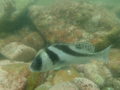 Plectorhinchus cinctus