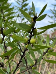 Persoonia lanceolata