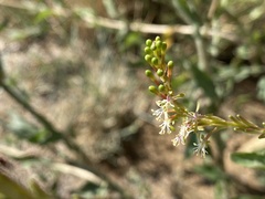 Oenothera curtiflora