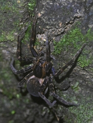 Dolomedes
