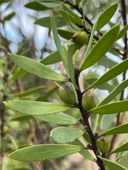 Persoonia lanceolata