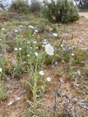 Polycalymma stuartii