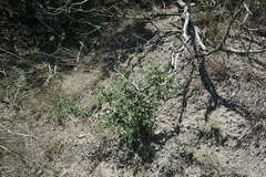 Cotoneaster tauricus