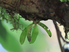 Gastrochilus retrocallus