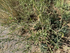 Oenothera curtiflora