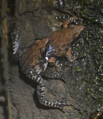 Glandirana minima