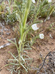 Polycalymma stuartii