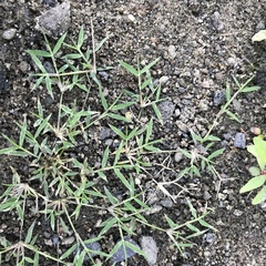 Eragrostis hypnoides