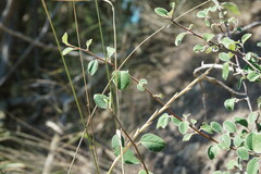Cotoneaster tauricus