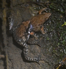 Glandirana minima