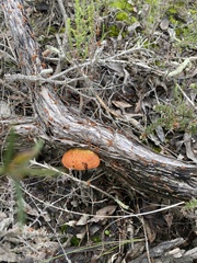 Piptoporus australiensis