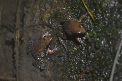 Glandirana minima