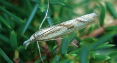 Agriphila inquinatella