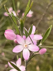 Eriostemon australasius