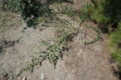 Capparis spinosa herbacea