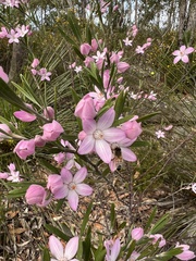 Eriostemon australasius