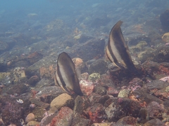 Platax orbicularis