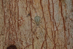 Tamopsis