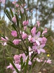 Eriostemon australasius