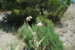 Picris pauciflora