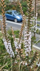 Epacris purpurascens