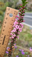 Epacris purpurascens