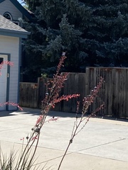 Selasphorus platycercus