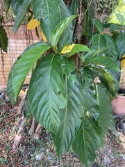 Ficus benguetensis