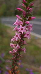 Epacris purpurascens