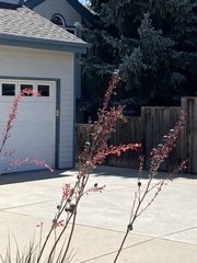 Selasphorus platycercus