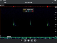Pipistrellus pygmaeus