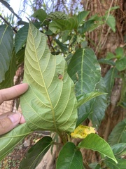 Ficus benguetensis