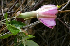 Passiflora pinnatistipula