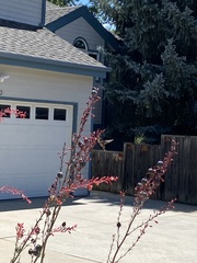 Selasphorus platycercus