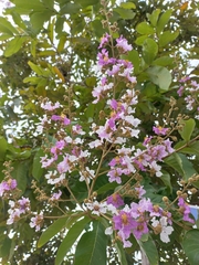 Lagerstroemia floribunda