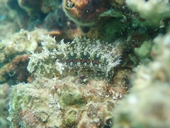 Petroscirtes breviceps