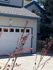 Selasphorus platycercus