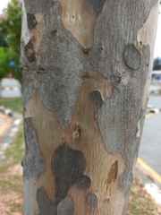 Lagerstroemia floribunda