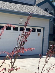 Selasphorus platycercus