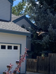 Selasphorus platycercus