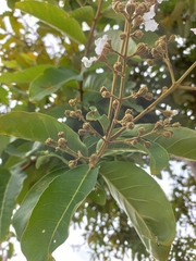 Lagerstroemia floribunda