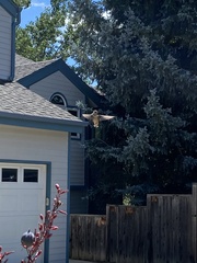 Selasphorus platycercus