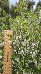 Styphelia setigera
