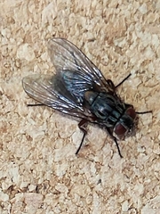 Muscina stabulans