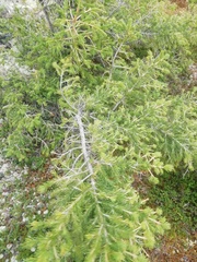 Abies sibirica