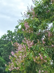 Lagerstroemia floribunda