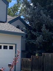 Selasphorus platycercus