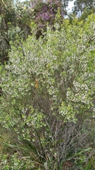 Styphelia setigera