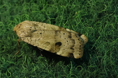 Noctua interposita